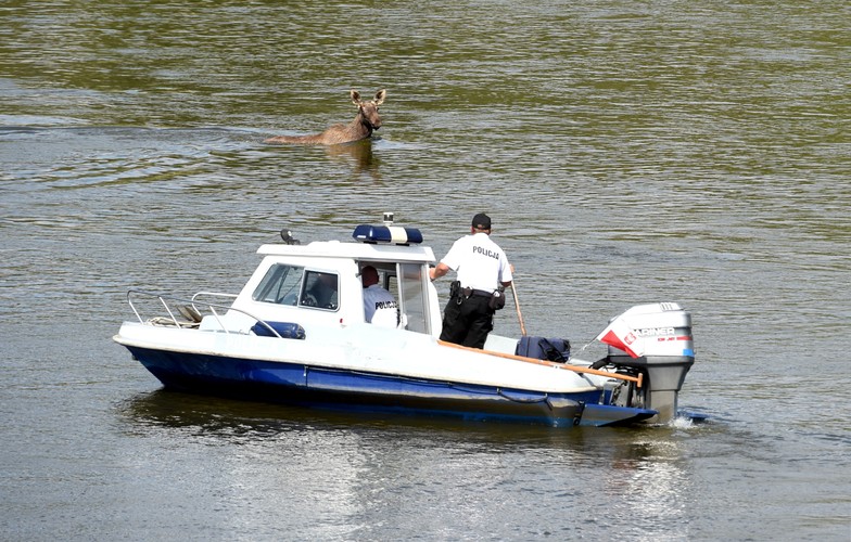 Łoś brodzący w Wiśle