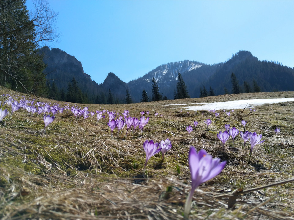 Krokusy w Tatrach