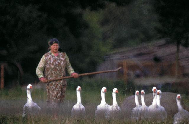 Galeria Polska - Podlasie - Okolice pierwotnej Europy, obrazek 10