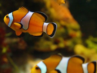 Hodujesz rybki? A podatek zapłaciłeś?