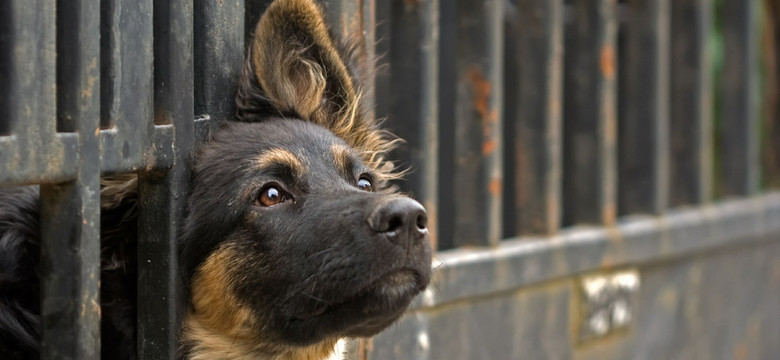 Wstrzymana budowa budynku geriatrii dla psów w schronisku Na Paluchu. Wykonawca wstrzymał roboty