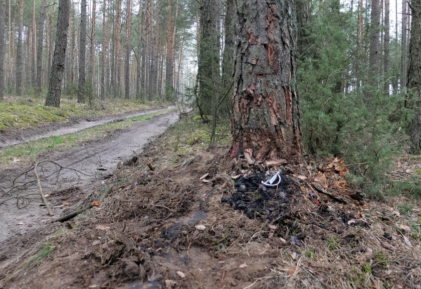 Na tym drzewie rozbił się samochód porywaczy