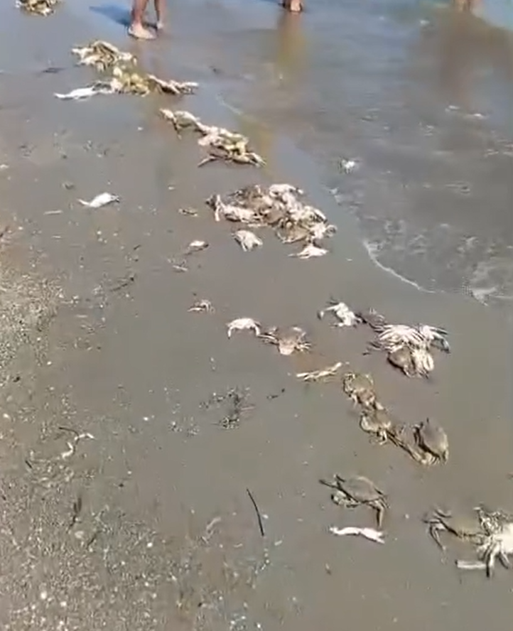 Talianska pláž v Boccasette je plná mŕtvych tiel krabov modrých.