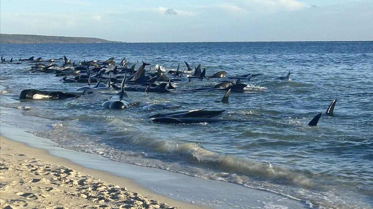 Guľatohlavce uviaznuté na austrálskej pláži.