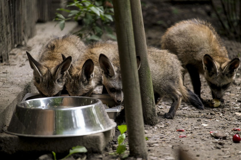 W zoo urodziły się otocjony