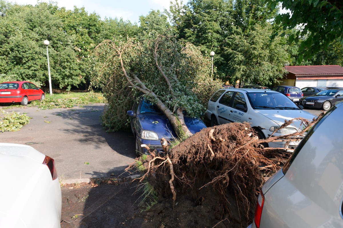 Na poznańskim osiedlu Winiary przy ulicy generała Maczka kilka drzew przewróciło się na zaparkowane tam samochody