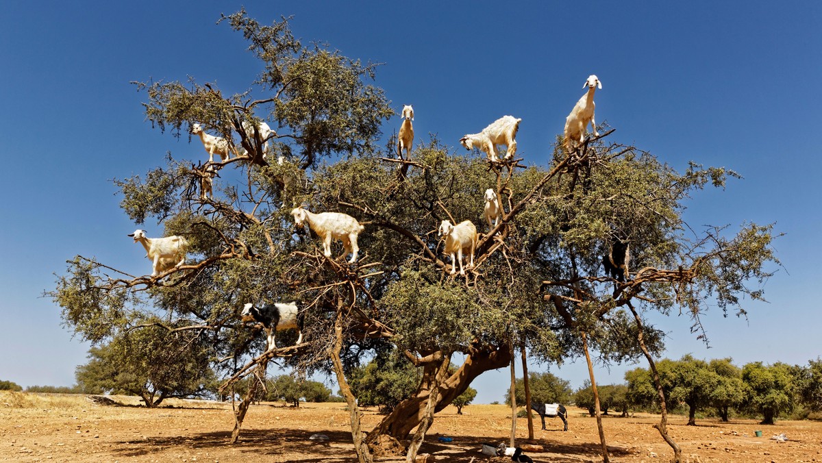 Argan trees and the goats on the way between Marrakesh and Essaouira in Morocco.Argan Oil is produce