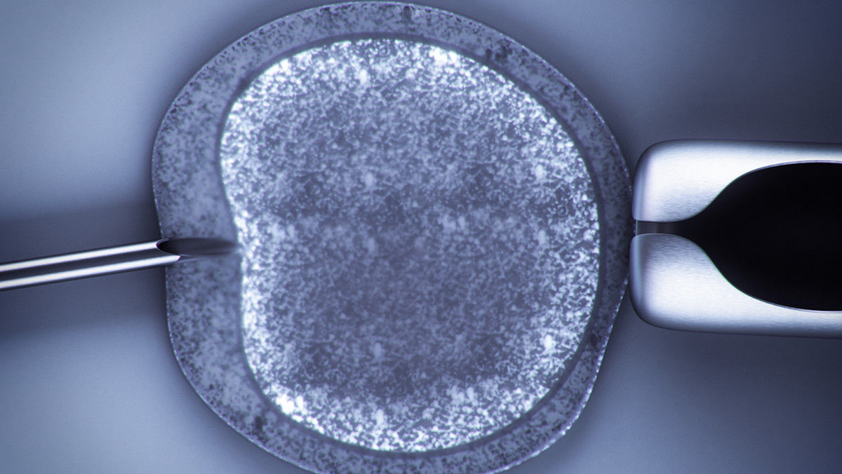 Poznańscy radni przyjęli program dofinansowania leczenia niepłodności metodą in vitro. Już na sesji krytyczny głos wobec planów pomocy parom, które starają się o dzieci, wygłosił jeden z radnych PO - Wojciech Kręglewski. O tym, że Poznań podjął złą decyzję, mówił także senator z Platformy - Jan Filip Libicki. Jednak opinia, która wzbudziła największe kontrowersje, należy do Jacka Tomczaka. Poseł kwestionuje zgodność programu nie tylko z etyką, ale także prawem i zapowiada interwencję. - To list miłosny do PiS-u - komentuje w rozmowie z Onetem Rafał Grupiński, szef wielkopolskich struktur PO.