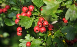 Głóg - nie tylko na zaparcia czy lepszą odporność. Zalety