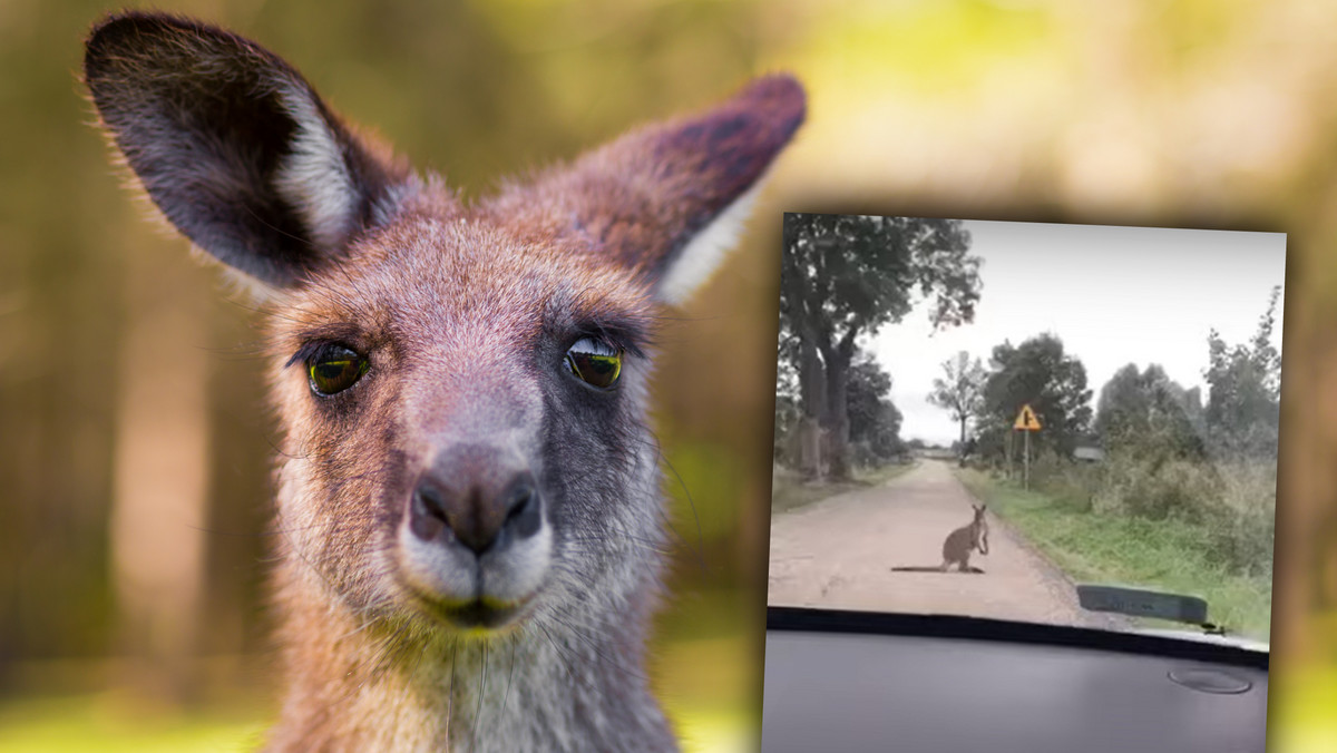 Mazury jak Australia. Kierowca spotkał kangura [WIDEO]