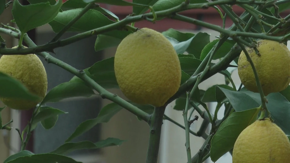 Egzotično voće u Bajinoj bašti