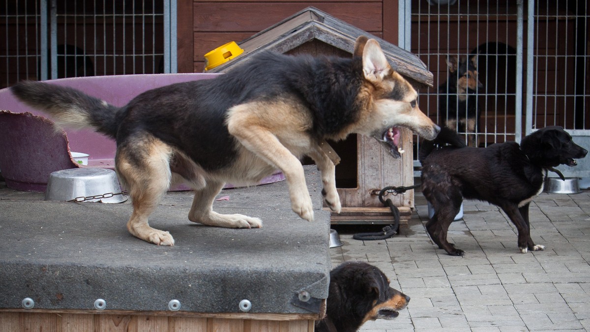 Zarząd Inwestycji Miejskich w Krakowie ogłosił przetarg na przebudowę krakowskiego schroniska dla zwierząt. W ciągu kilku lat warunki dla zwierząt przebywających przy ulicy Rybnej mają się poprawić.