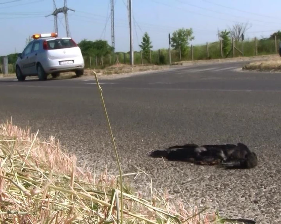 Primećen veći broj uginulih gačaka