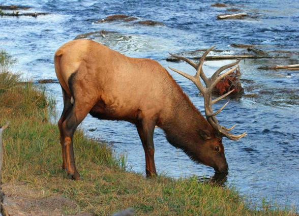 Galeria USA - Park Narodowy Yellowstone, obrazek 17