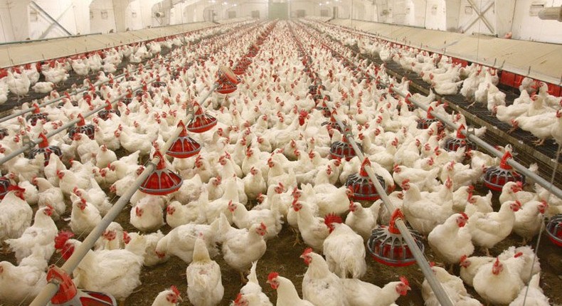 Niger records outbreak of avian flu.