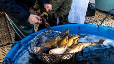 Ile kosztuje karp? Tegoroczna cena zwala z nóg