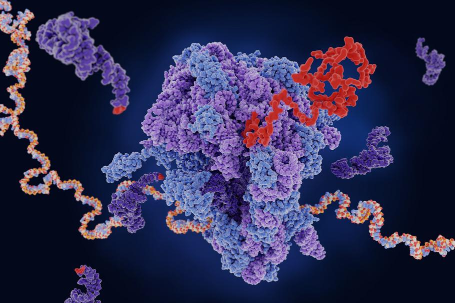 Cząsteczki tRNA (ciemnofioletowe), nazywane transportującymi RNA, przenoszą do rybosomu aminokwasy, które tworzą łańcuch zgodnie z instrukcją zapisaną w mRNA (nić wielokolorowa). Nić czerwona to białko, które pełni określoną funkcję w komórce
