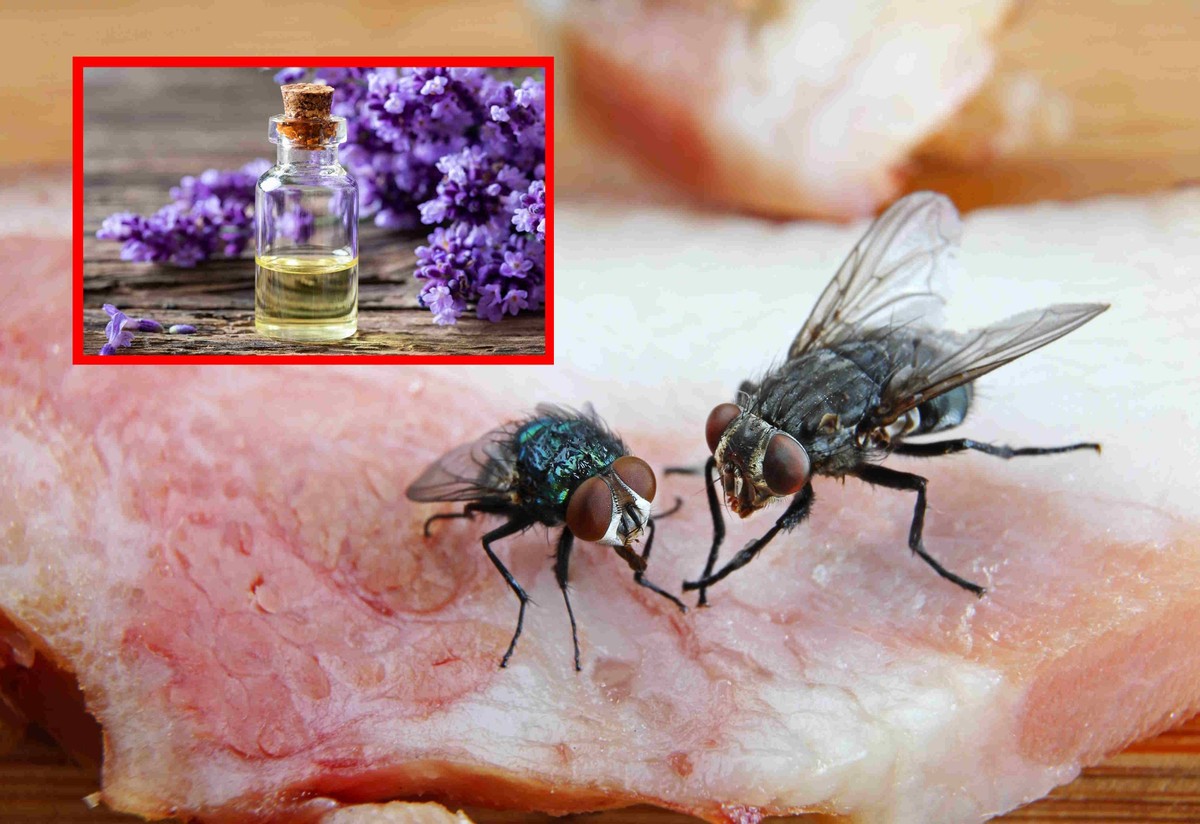 Muchy odstraszają naturalne aromaty – jak na przykład olejek o zapachu trawy morskiej, lawendy, tymianku, goździków
