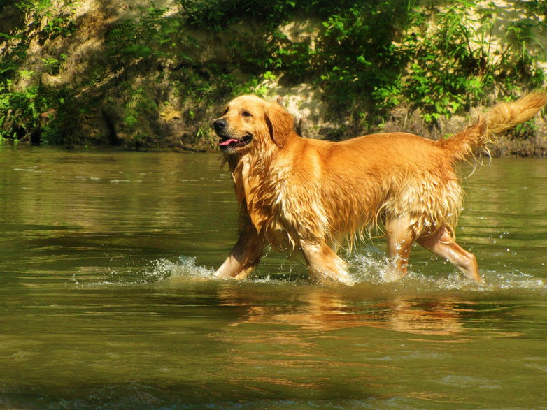 Golden retriever uwielbia ruch i zabawy w wodzie - Greyerbaby/pixabay.com