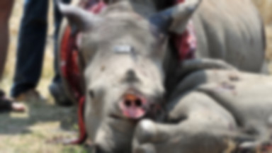RPA i Wietnam podpisały umowę wspierającą walkę z nielegalnym handlem rogami nosorożców