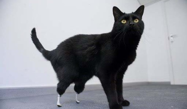 51990_macak-oskar-afp