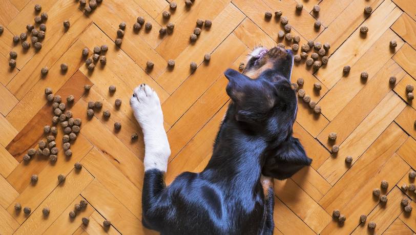 Gesund und günstig: Beliebtes Trockenfutter für Hunde im Vergleich