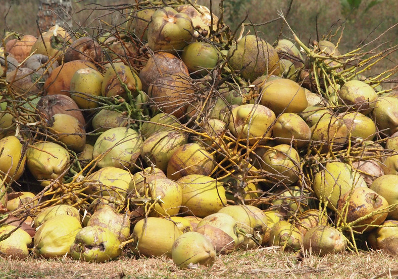 Kokosowe żniwa w Indiach, fot. Anna Białek