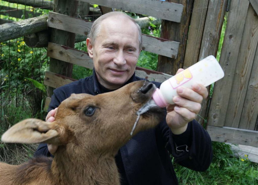 Putin karmi łosia. ZOBACZ