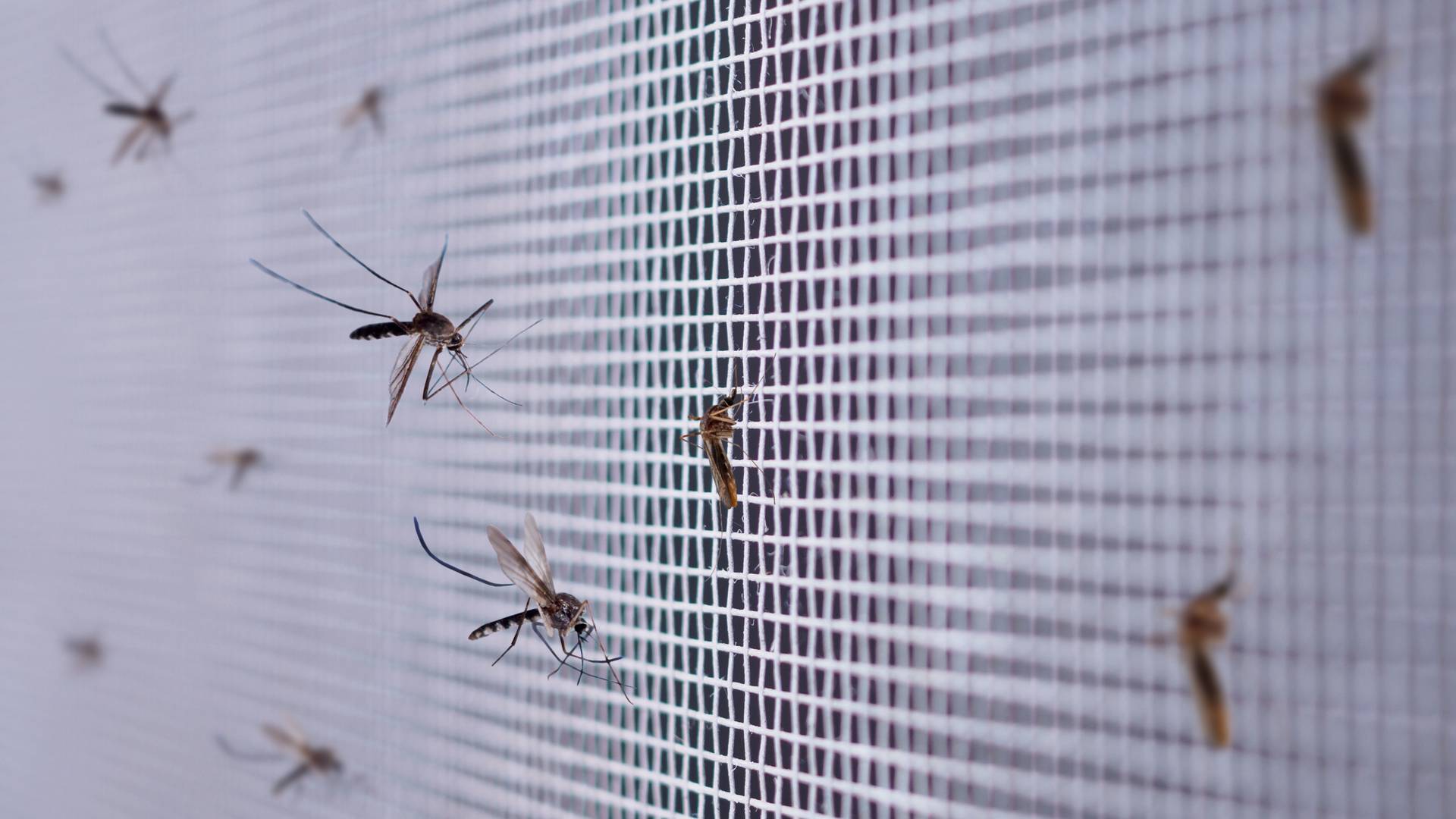 Moskitiera okienna — ochroni cię przed komarami i pająkami w domu