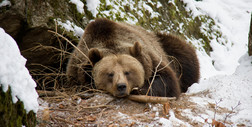 Popularny szlak w Tatrach zamknięty z powodu śpiącej niedźwiedzicy