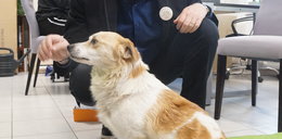 Psiak stracił nogę podczas bombardowania w Ukrainie. Psi uchodźca dostał pracę w magistracie Aleksandrowa Łódzkiego!