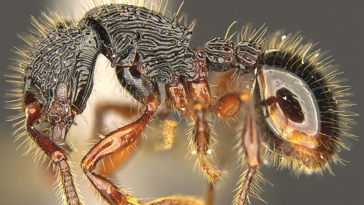 Mrówka Myrmecina magnificens