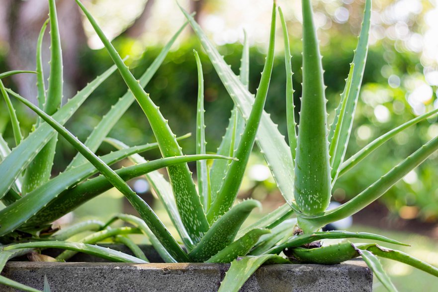 Aloes zwyczajny - Nevada31/stock.adobe.com