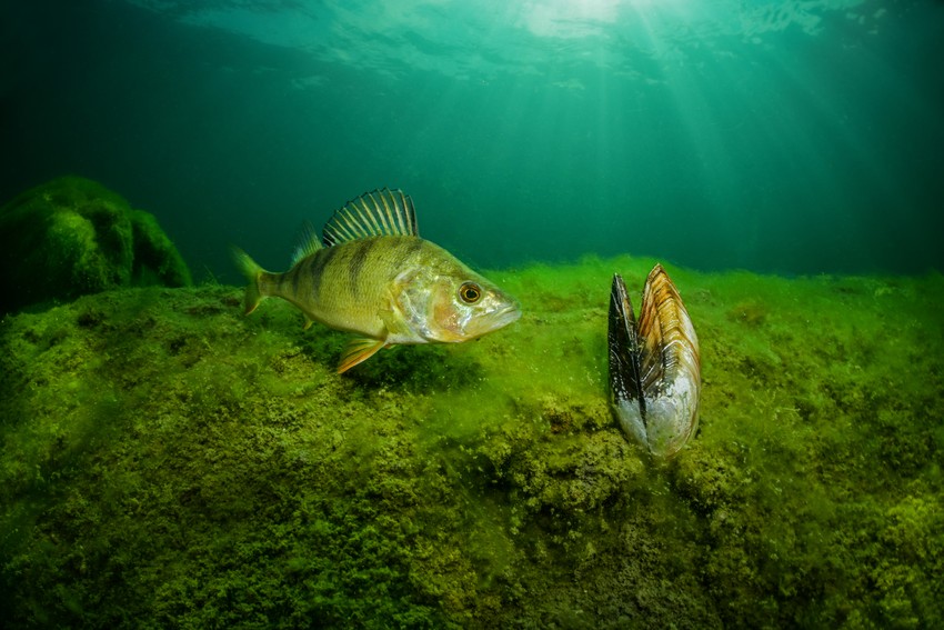 Bandar i rečna školjka