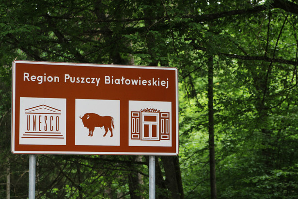 Pobito duszpasterza Lasów Państwowych? Policja wyjaśnia incydent w Puszczy Białowieskiej