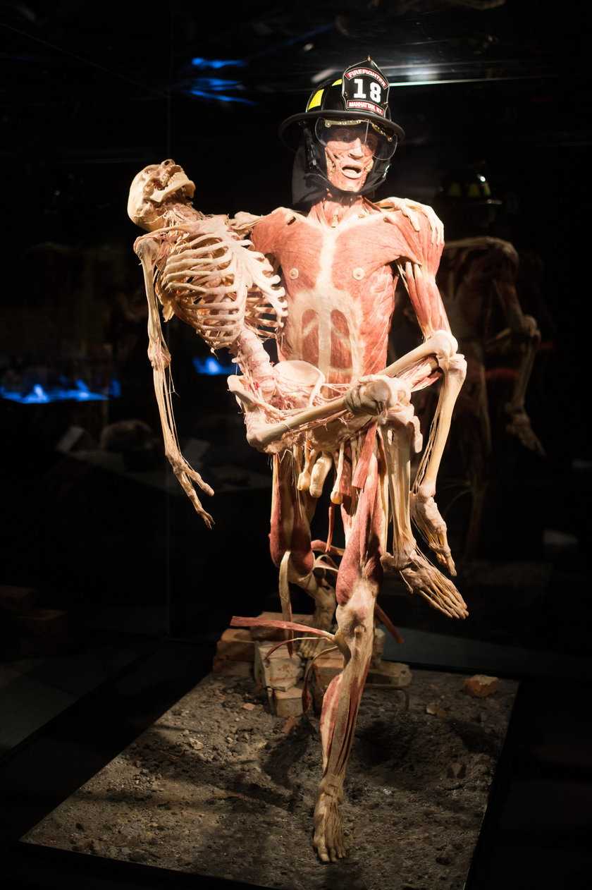 Wystawa Body Worlds Vital w Katowicach