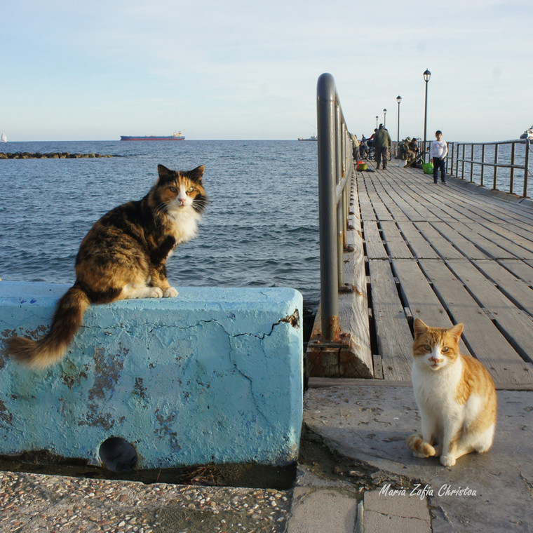 Na Cyprze rządzą koty! Jest ich tam więcej niż mieszkańców