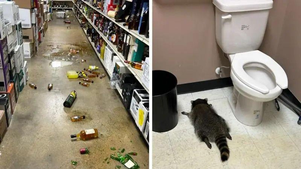 Životinja je pronađena onesvešćena u kupatilu | Foto: BBC/HANOVER COUNTY ANIMAL PROTECTION AND SHELTER