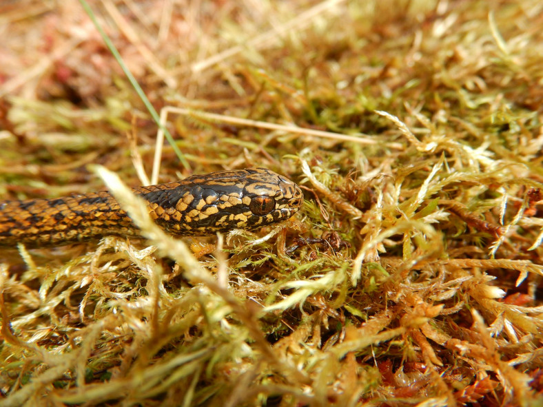 Tachymenoides harrisonfordi: odkrycie nowego gatunku węża w Peru
