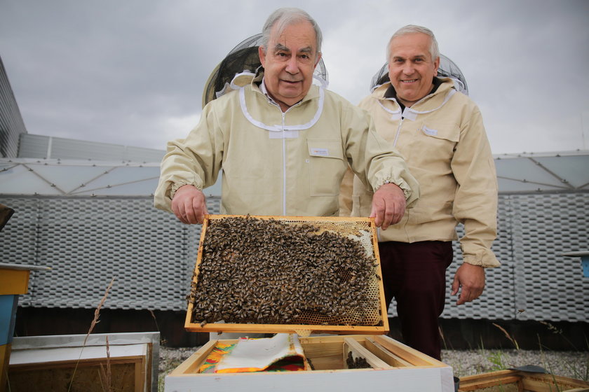 Pasieka z pszczołami na dachu Sukcesji w Łodzi