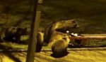 Niedźwiedzie na ulicach Zakopanego 