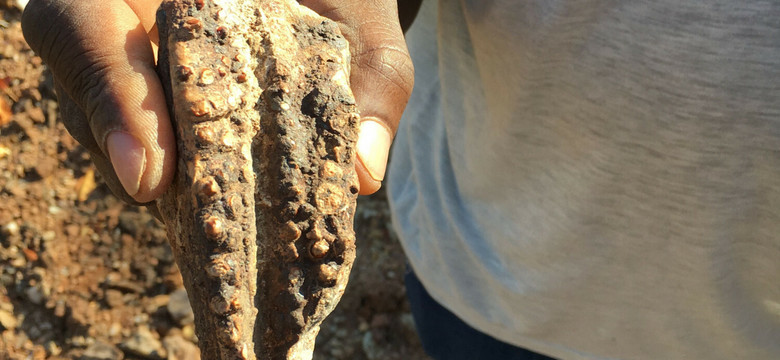 Sensacyjne znalezisko w Zimbabwe. "Od razu wiedziałem, że to dinozaur"