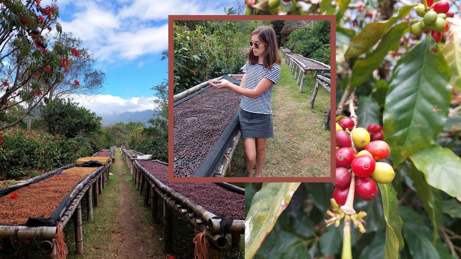 Plantacja kawy w Boquete w Panamie