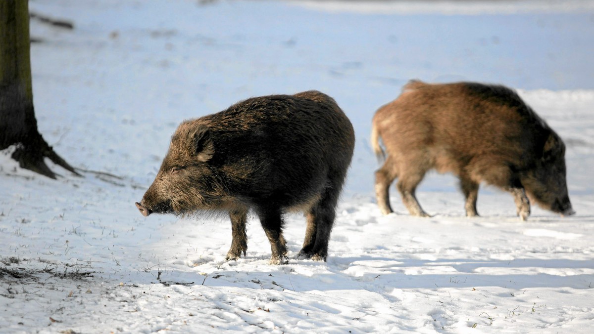 Do nietypowej kolizji doszło w nocy w gminie Morawica w okolicach Kielc. W miejscowości Piaseczna Górka samochód osobowy zderzył się ze stadem dziewięciu dzików. Żadne zwierzę nie przeżyło.