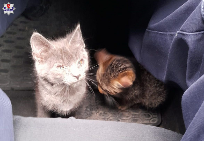 Dwa kotki trafiły już pod opiekę weterynarza