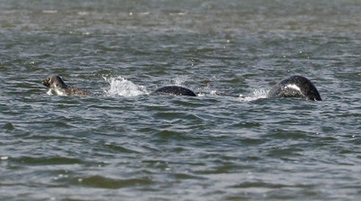 Ez a tavalyi fotó váltott ki vitát, sokak szerint Nessie van rajta,
de inkább három fókát kaptak lencsevégre / Fotó: Northfoto