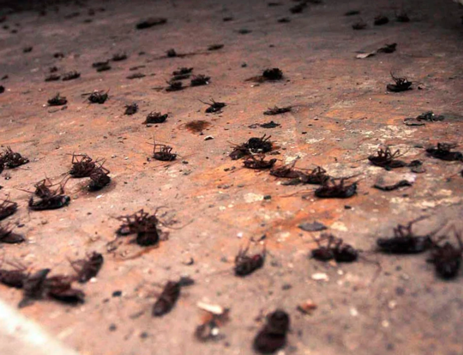 Bubašvabe ilustracija