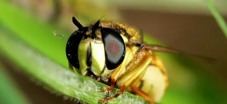 Osy pomogą ulepszyć system nawigacji dronów