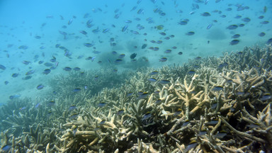 Wielka Rafa Koralowa blaknie. Koralowce cierpią z powodu stresu cieplnego