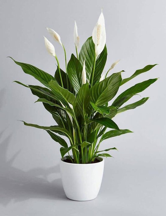 Skrzydłokwiat mauna loa, łac. spathiphyllum ‘mauna loa’